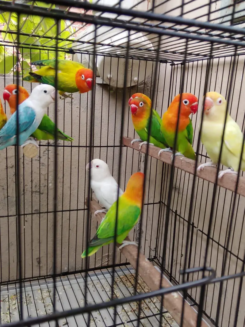 Top Quality Love birds Breeder Pairs For Sale !! — photo 5