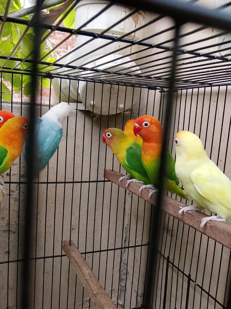 Top Quality Love birds Breeder Pairs For Sale !! — photo 6