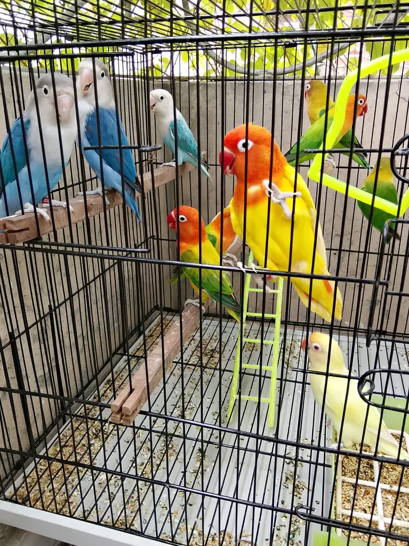 Top Quality Love birds Breeder Pairs For Sale !! — photo 7