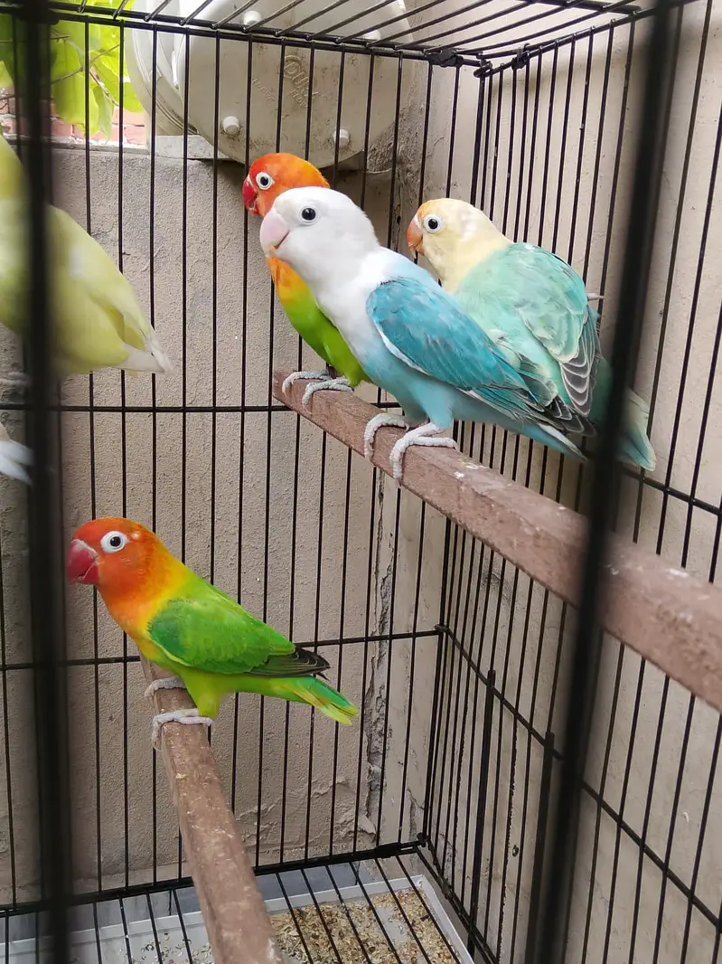 Top Quality Love birds Breeder Pairs For Sale !! — photo 8