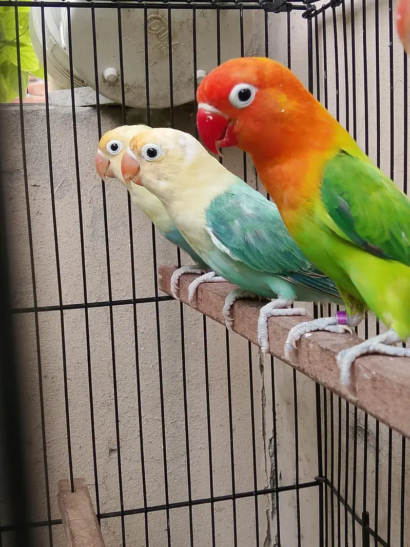 Top Quality Love birds Breeder Pairs For Sale !! — photo 9
