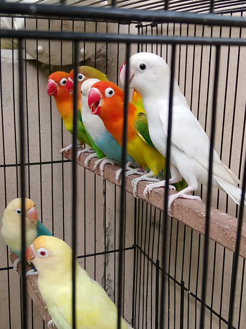 Top Quality Love birds Breeder Pairs For Sale !! — photo 10
