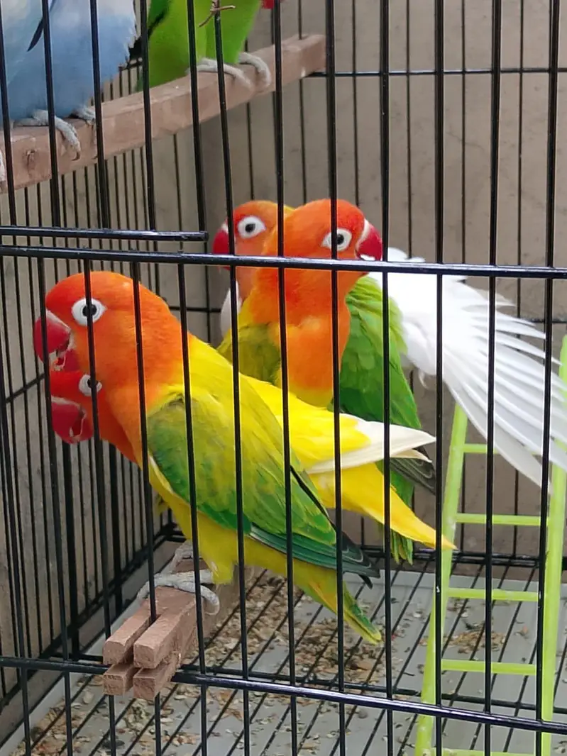 Top Quality Love birds Breeder Pairs For Sale !! — photo 11
