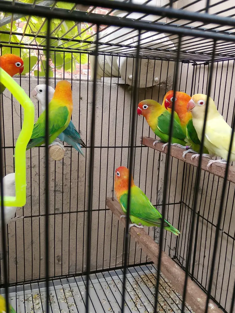 Top Quality Love birds Breeder Pairs For Sale !! — photo 12