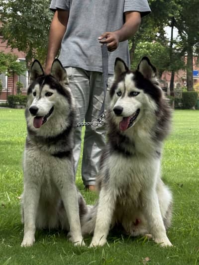 Husky pair (woll coat)