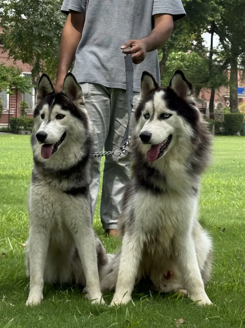 Husky pair (woll coat)