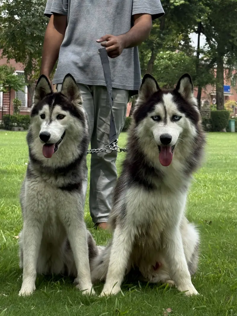 Husky pair (woll coat) — photo 2