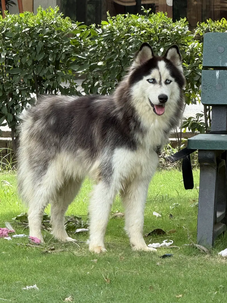 Husky pair (woll coat) — photo 3