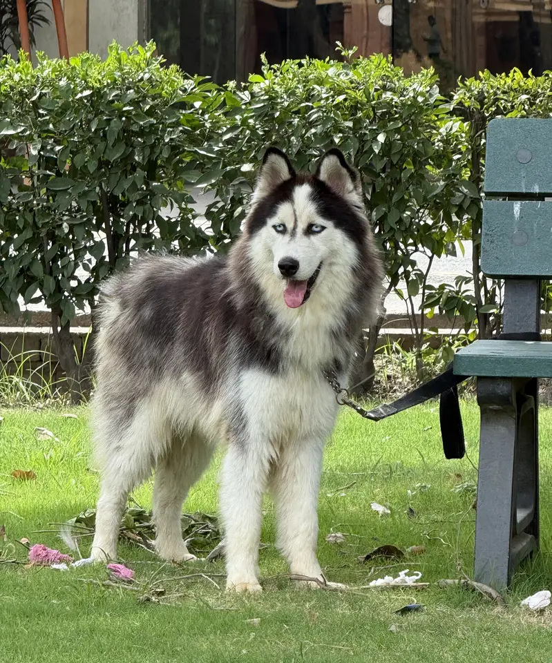 Husky pair (woll coat) — photo 4