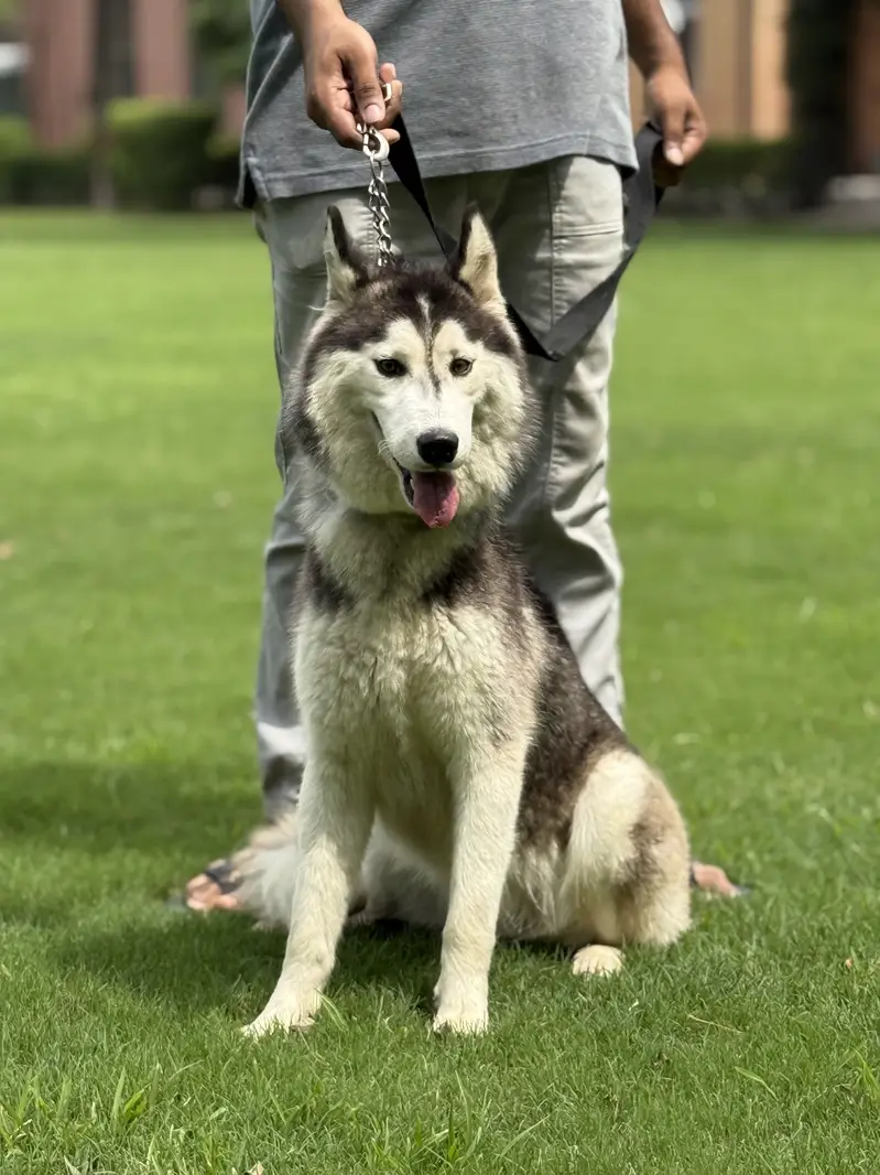 Husky pair (woll coat) — photo 5