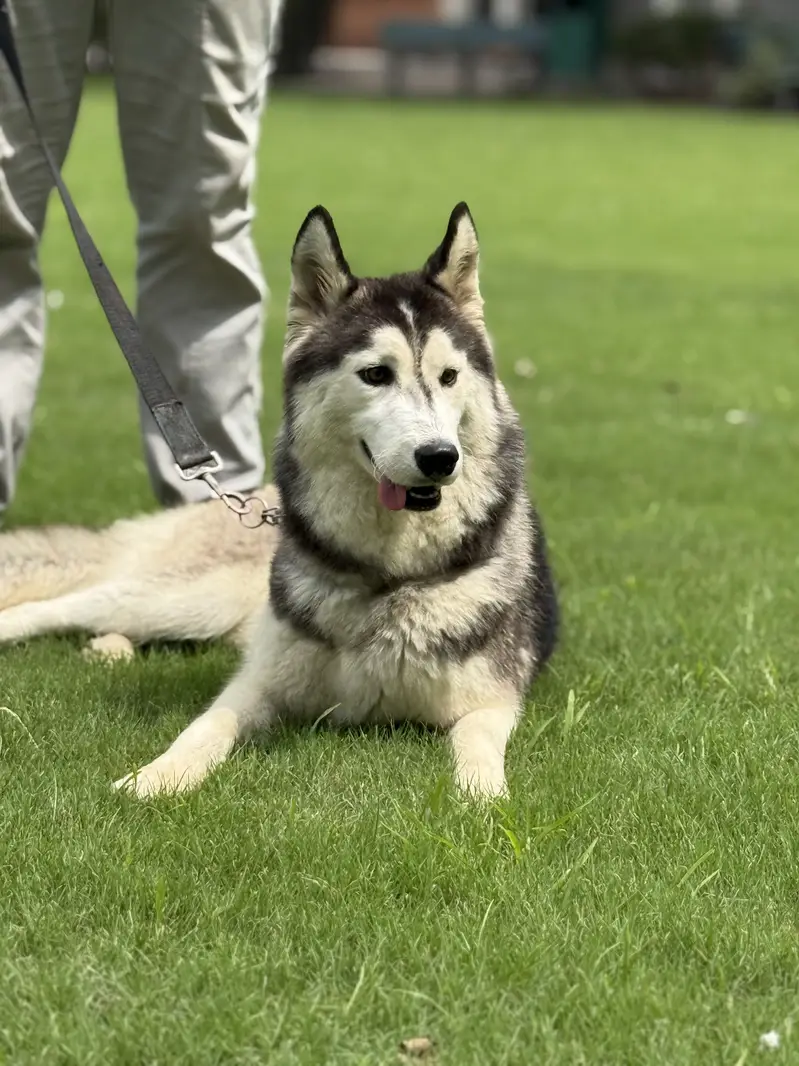 Husky pair (woll coat) — photo 7