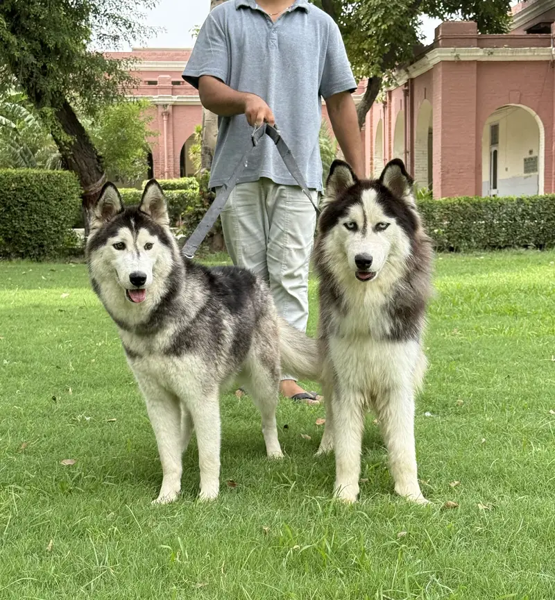 Husky pair (woll coat) — photo 8