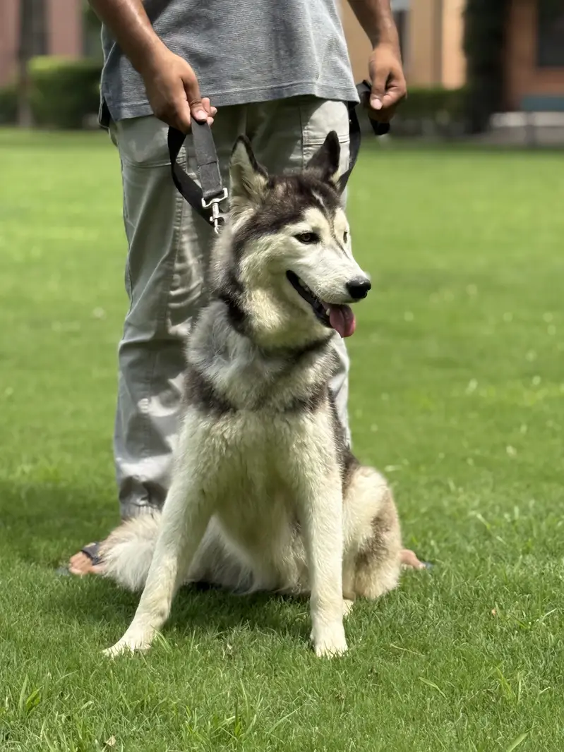 Husky pair (woll coat) — photo 11