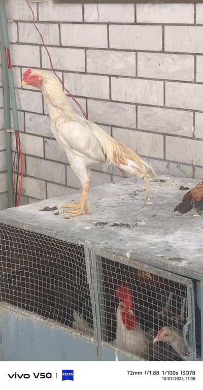 white aseel hen