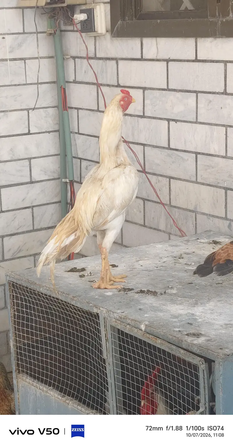 white aseel hen — photo 2
