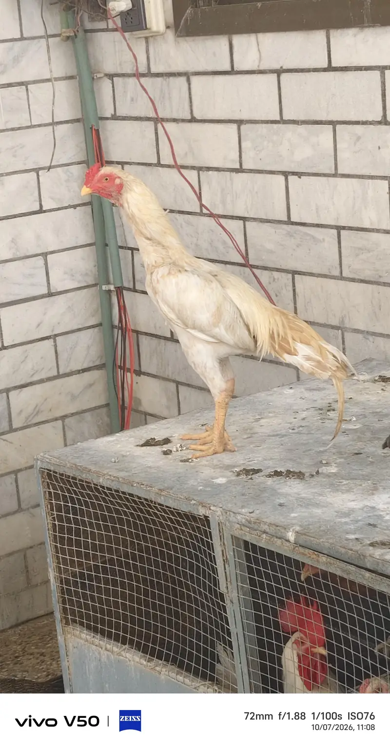 white aseel hen — photo 3