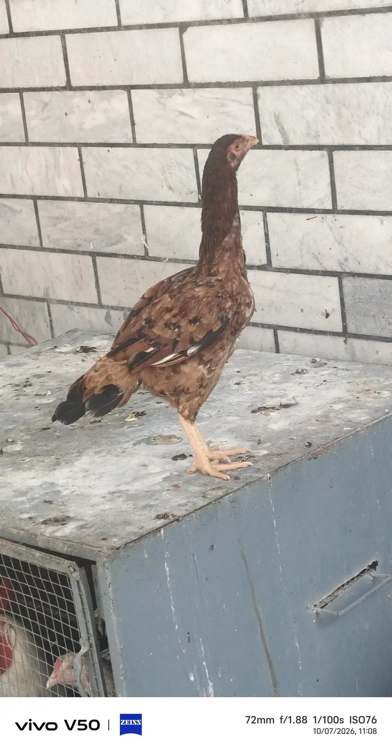 white aseel hen — photo 4