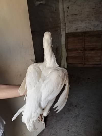 white  hera aseel