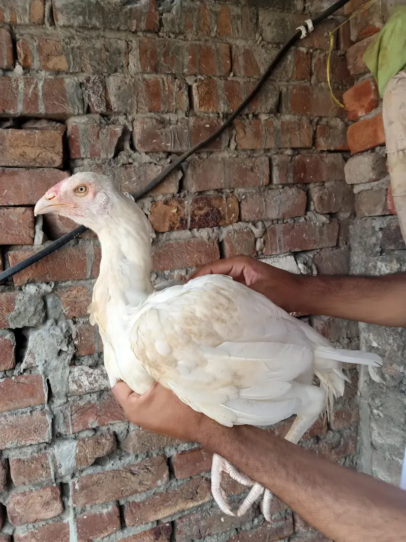 white  hera aseel — photo 3