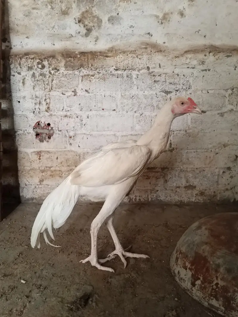 white  hera aseel — photo 5