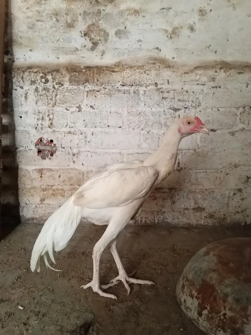 white  hera aseel — photo 6