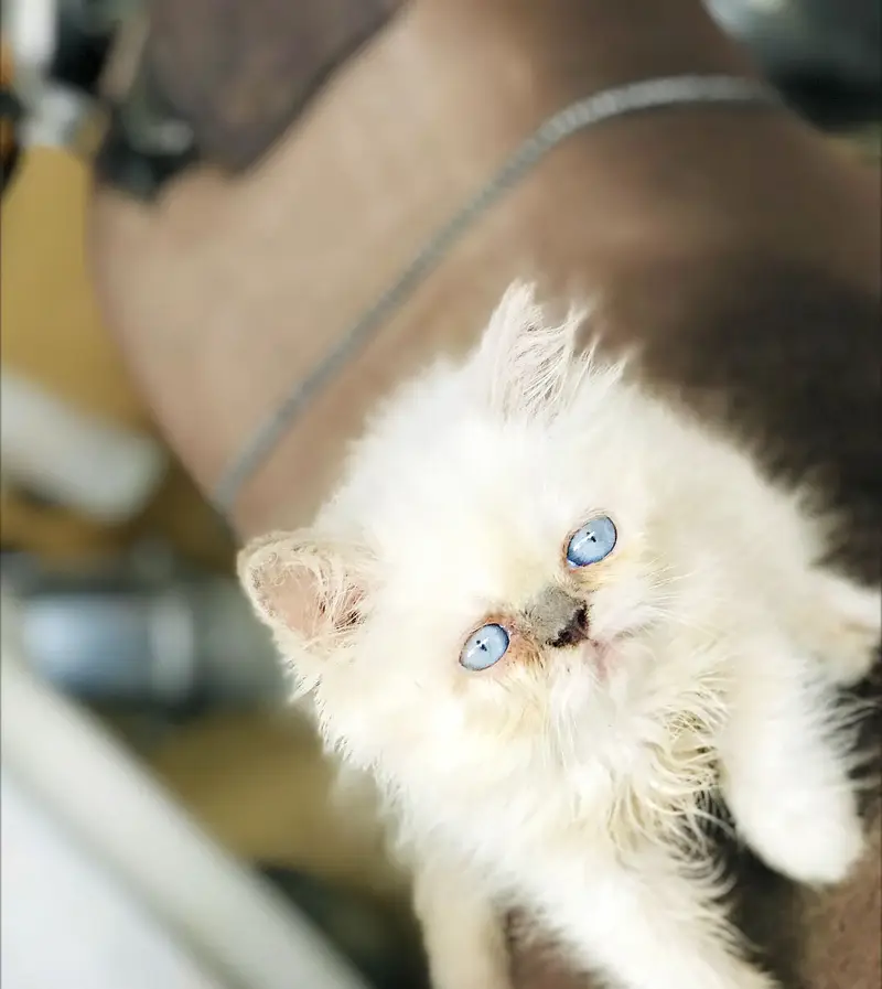 Persian kittens — photo 3