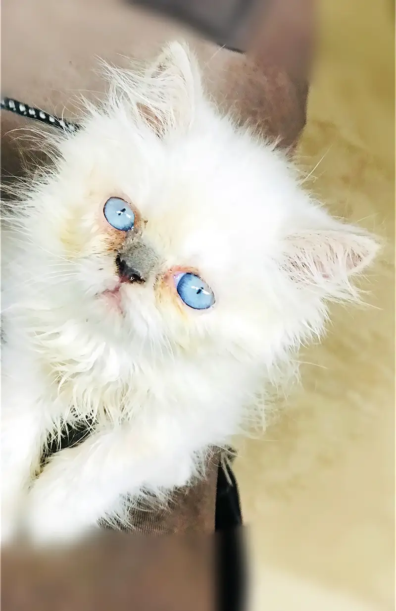 Persian kittens — photo 4