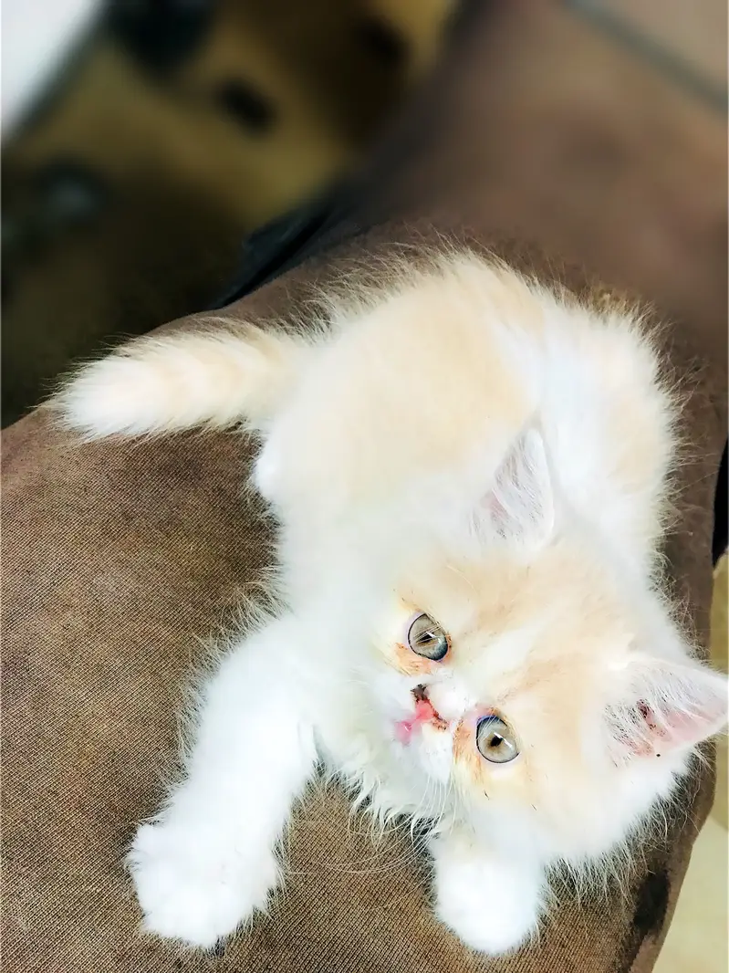Persian kittens — photo 6