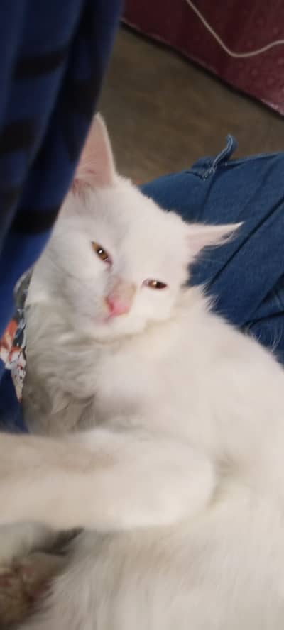 cat for sell