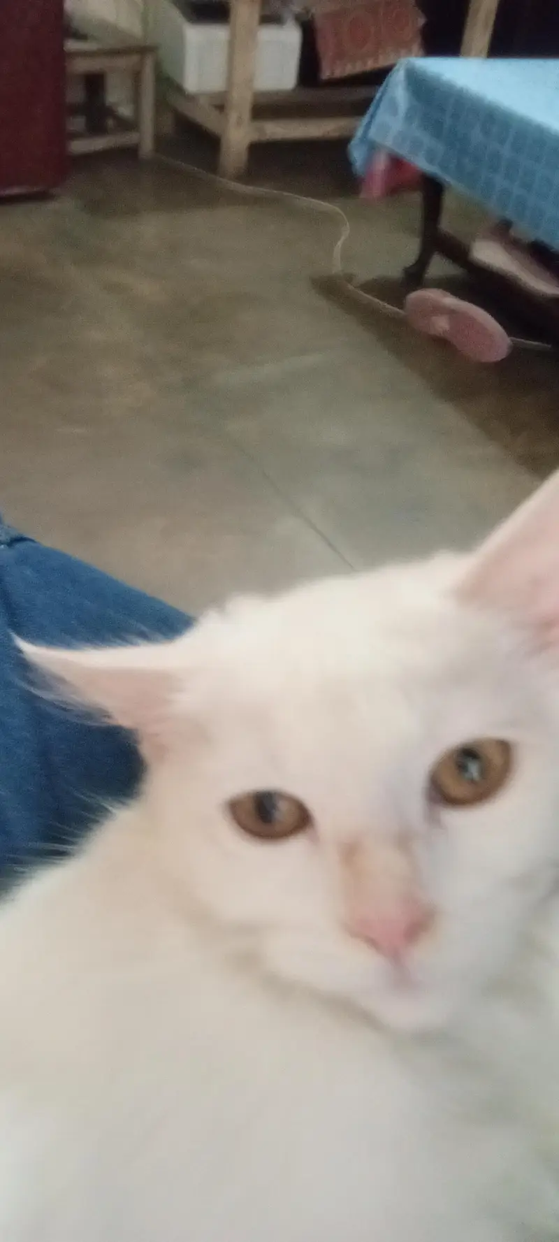 cat for sell — photo 2