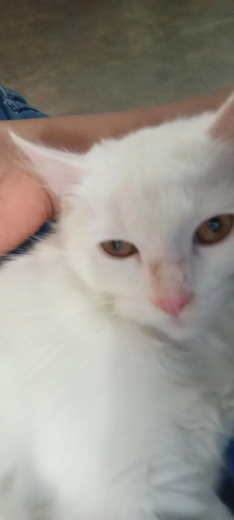 cat for sell — photo 3
