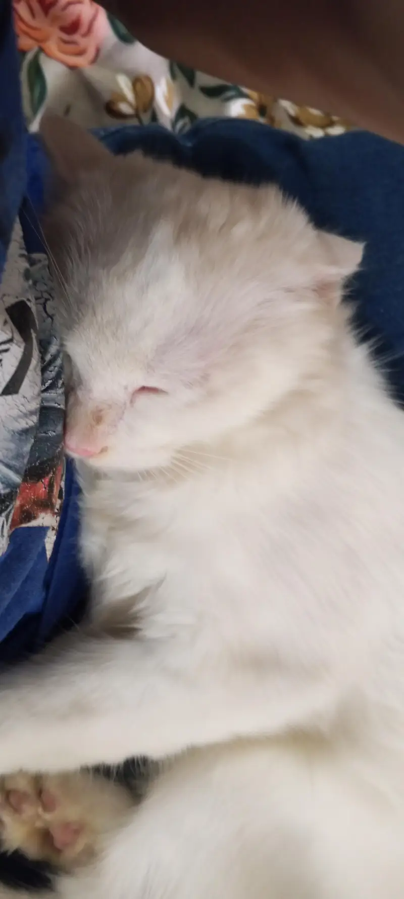 cat for sell — photo 5