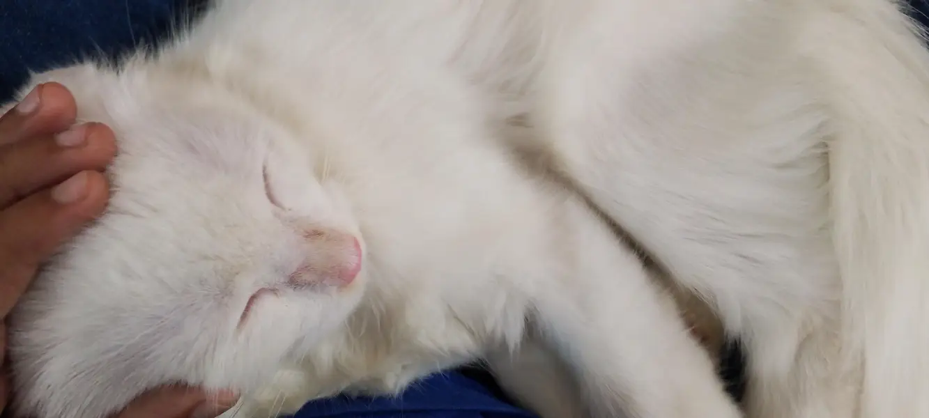 cat for sell — photo 6