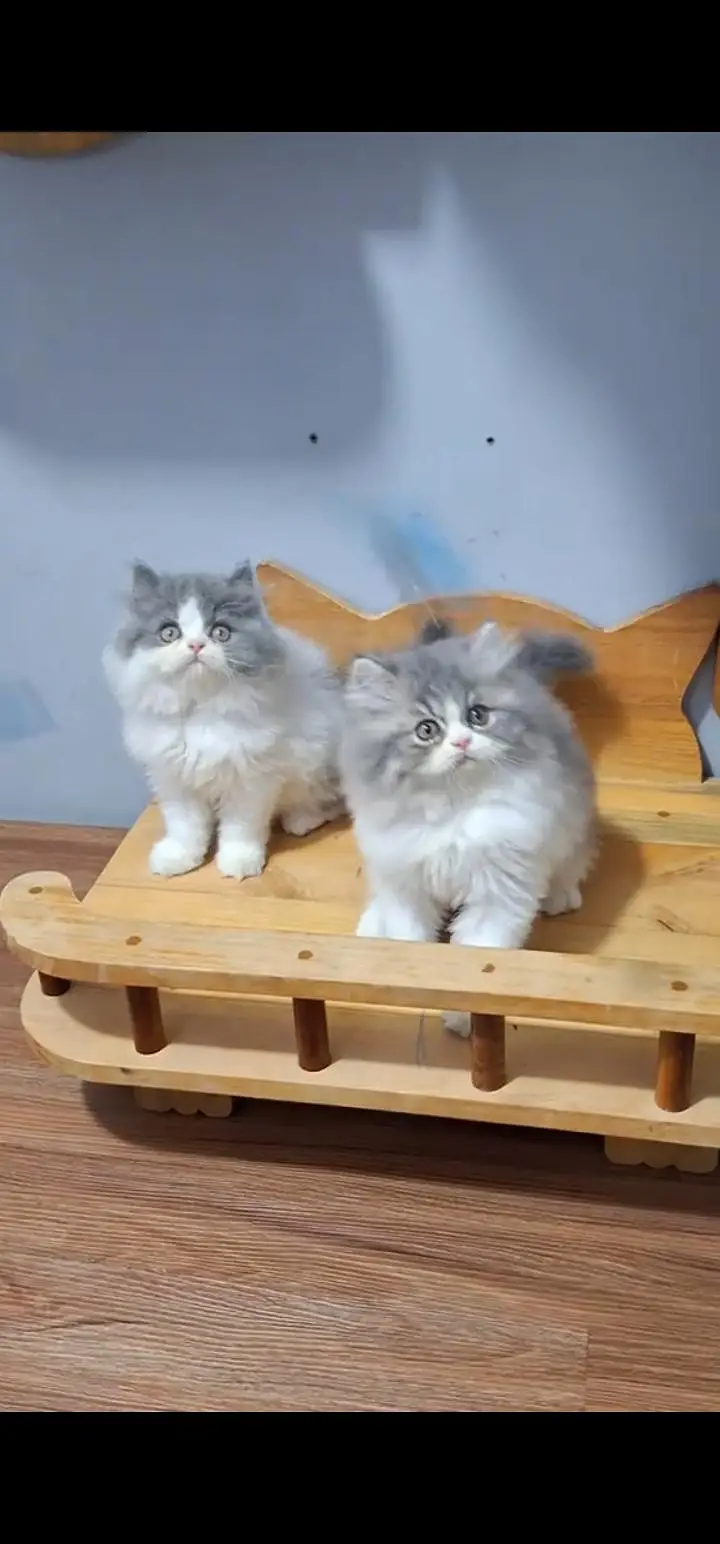 Quality Persian Punch face cat & kittens 03495425573 WhatsApp