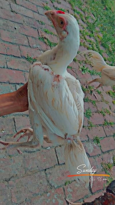 Aseel heera patha for sale urgent