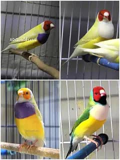 Gouldian Finches