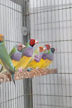 Gouldian Finches — photo 2