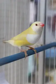 Gouldian Finches — photo 3