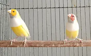 Gouldian Finches — photo 4