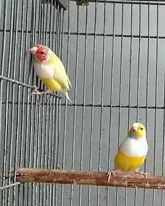 Gouldian Finches — photo 5