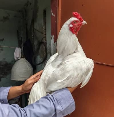 Big Size High Quality Aseel Heera breeder
