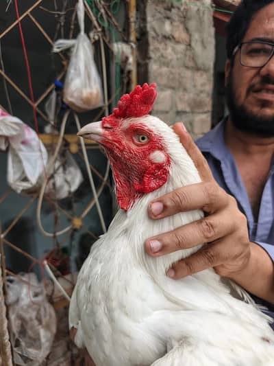 Big Size High Quality Aseel Heera breeder