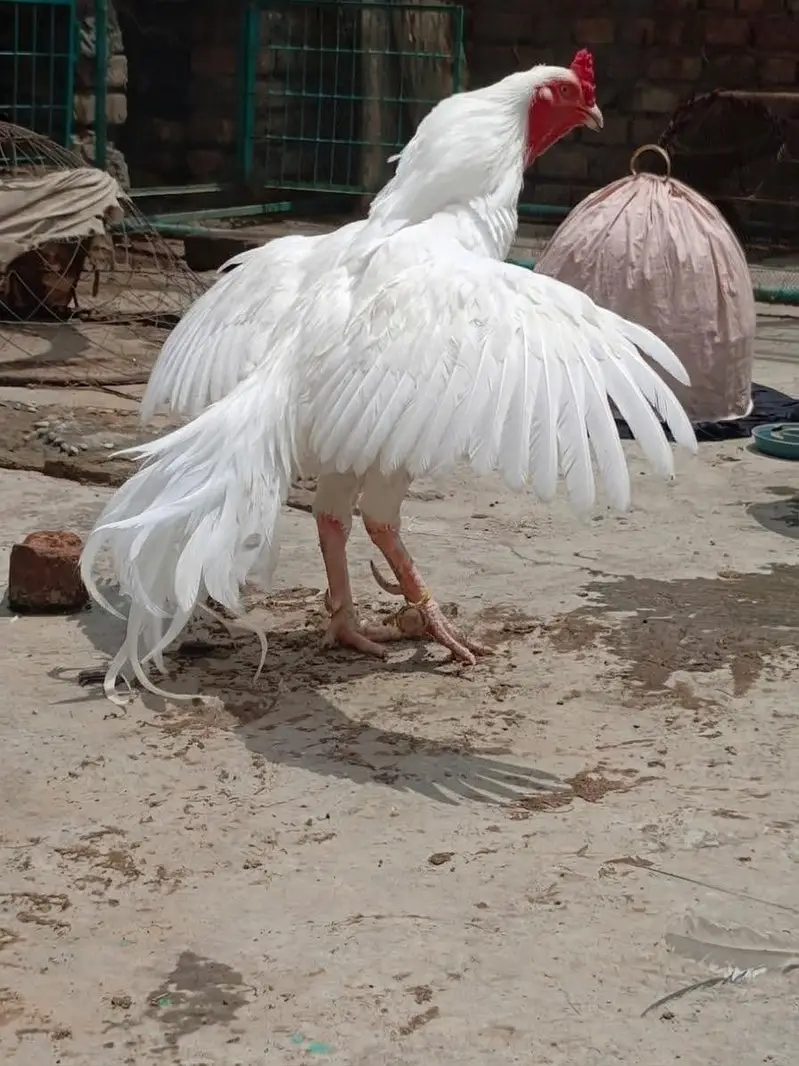 Big Size High Quality Aseel Heera breeder — photo 3