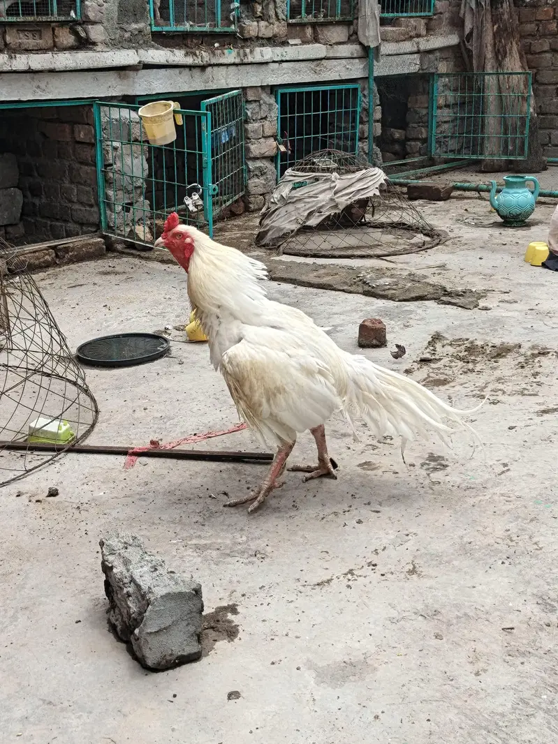 Big Size High Quality Aseel Heera breeder — photo 4
