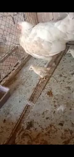 5 whait murgiya for sale