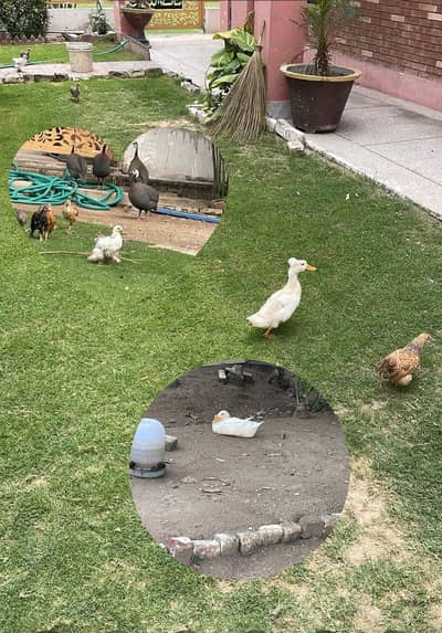 Crusted Duck 03237480898 female teen bacche 4 mah ke