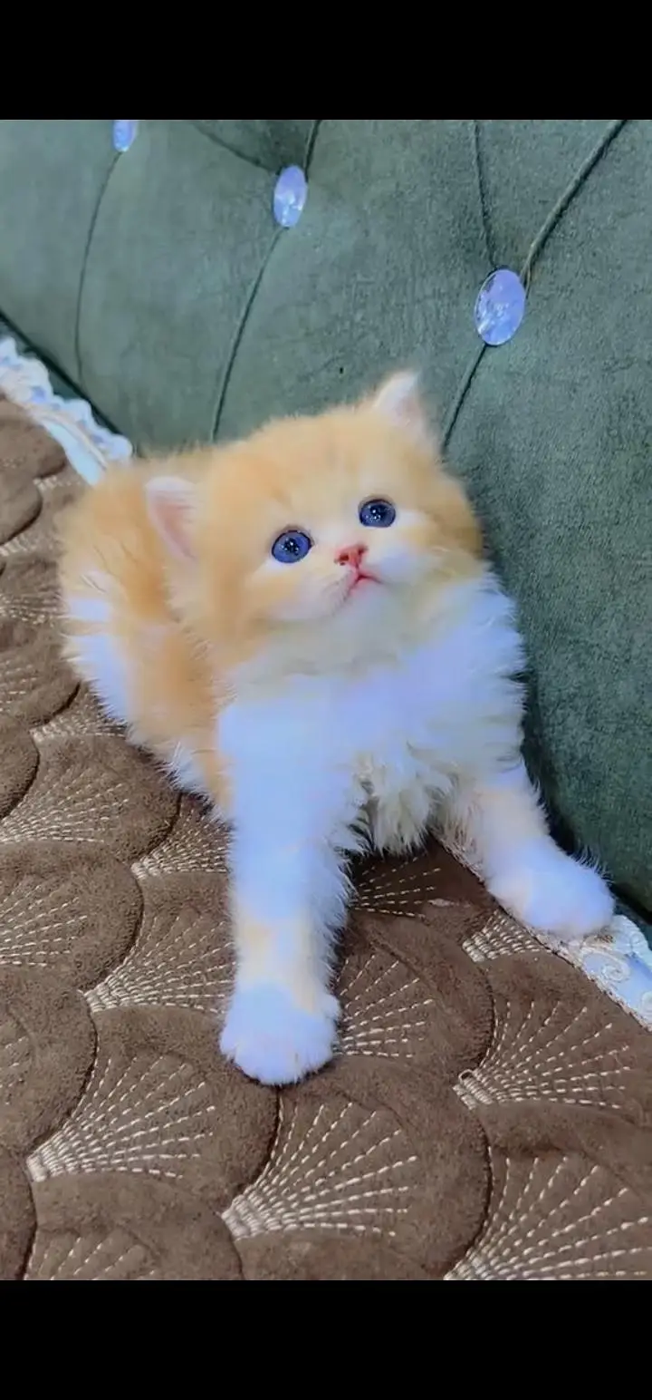 Quality Persian Punch face cat & kittens 03495425573 WhatsApp — photo 2