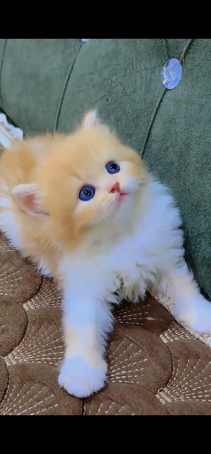 Quality Persian Punch face cat & kittens 03495425573 WhatsApp — photo 3