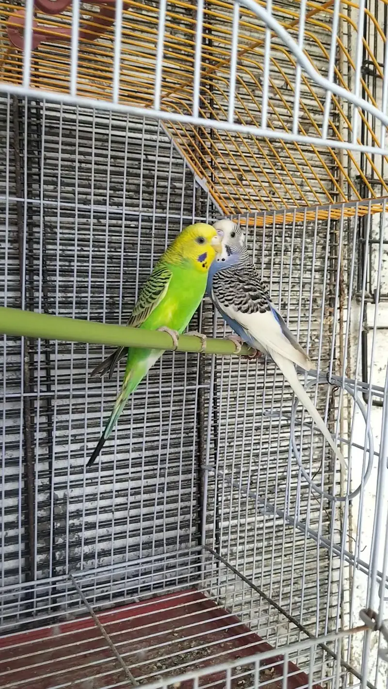 cage with pair for sale Whatsapp no 03413232265 — photo 2