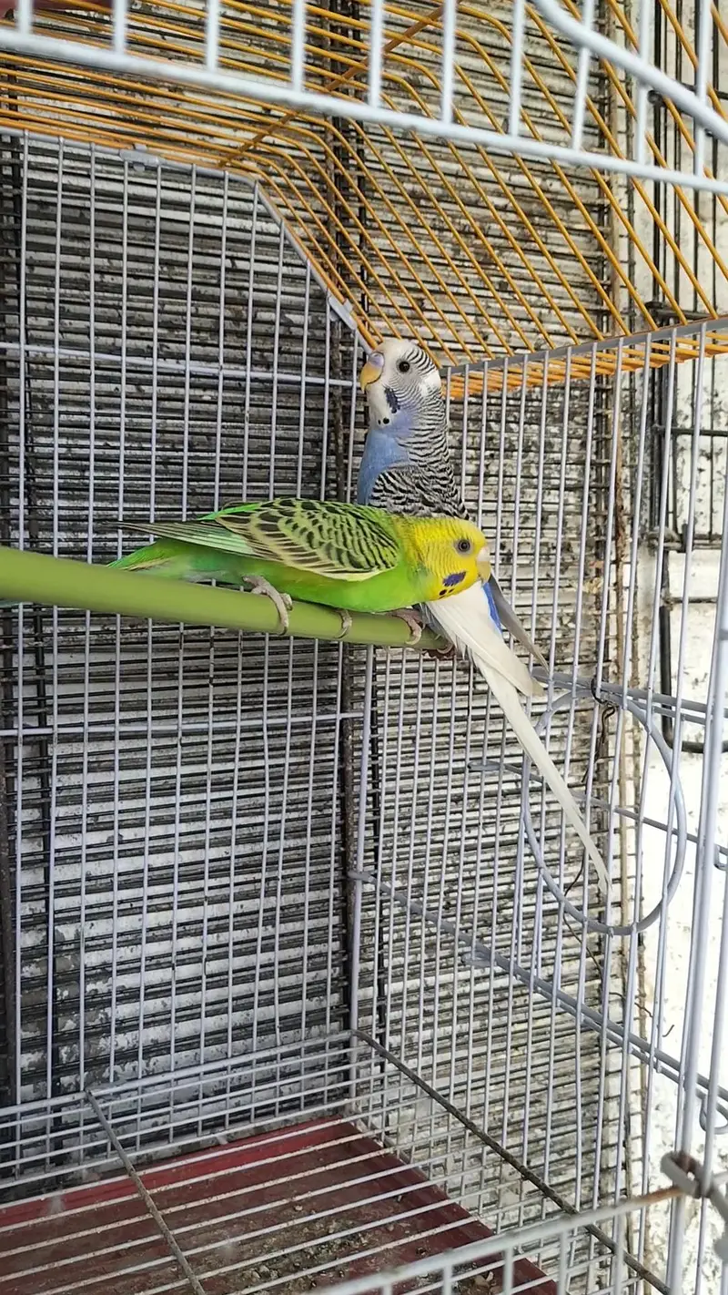 cage with pair for sale Whatsapp no 03413232265 — photo 3
